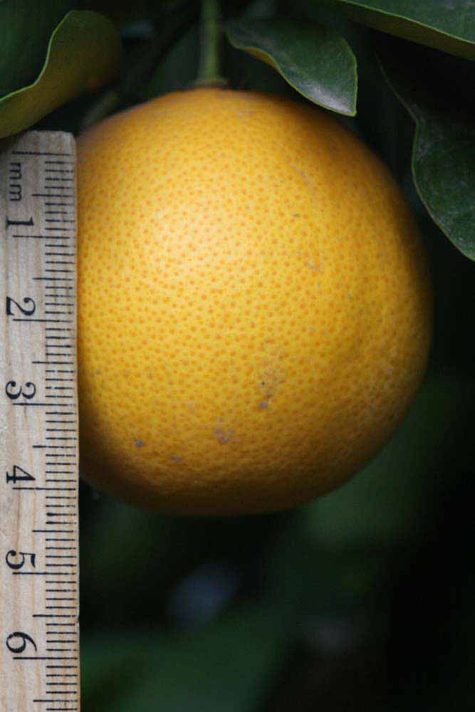            Fruit (Rotuma Island, Riverside, CA)   